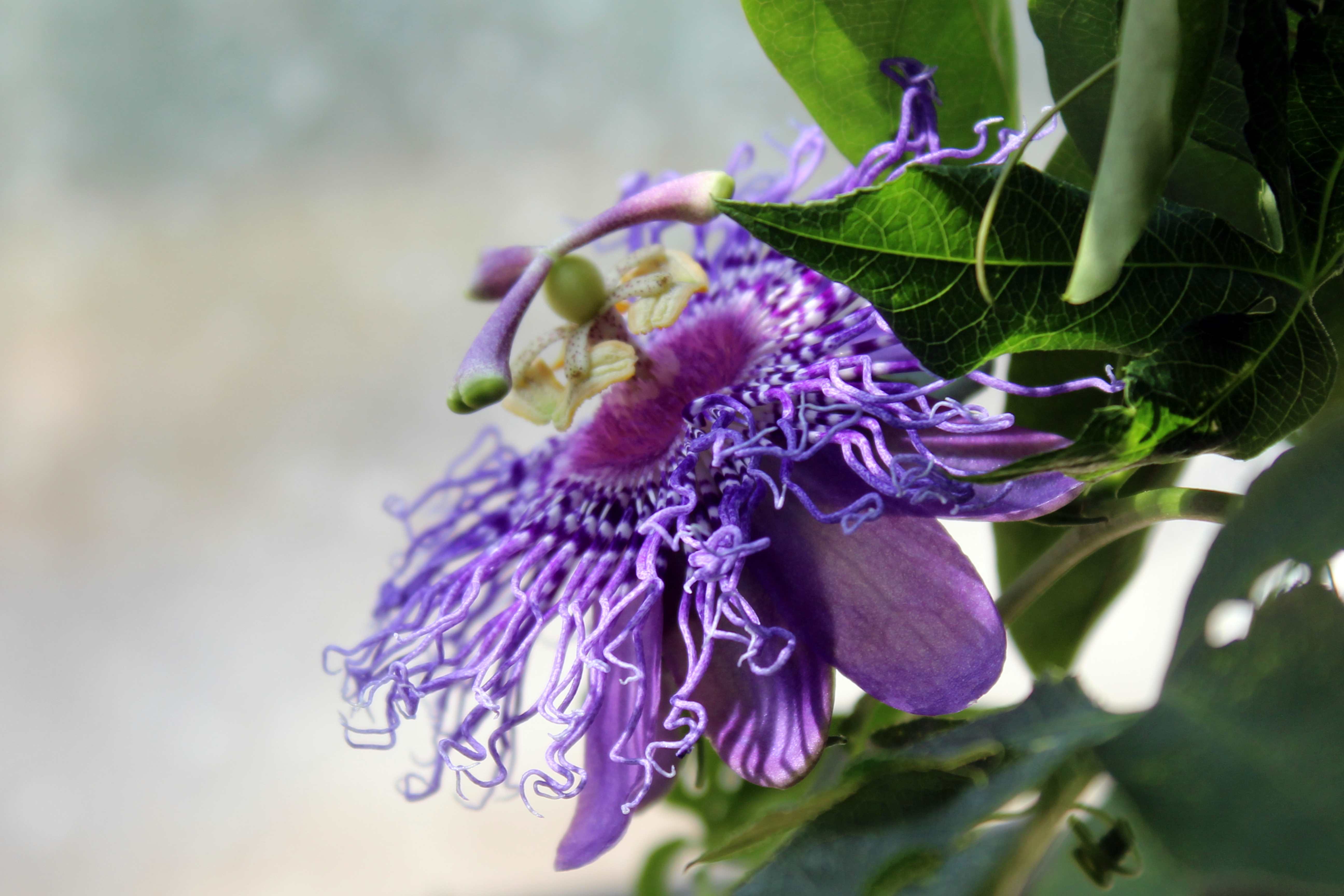 Passiflora incarnata, commonly known as maypop, purple passionflower, true passionflower, wild apricot, and wild passion vine