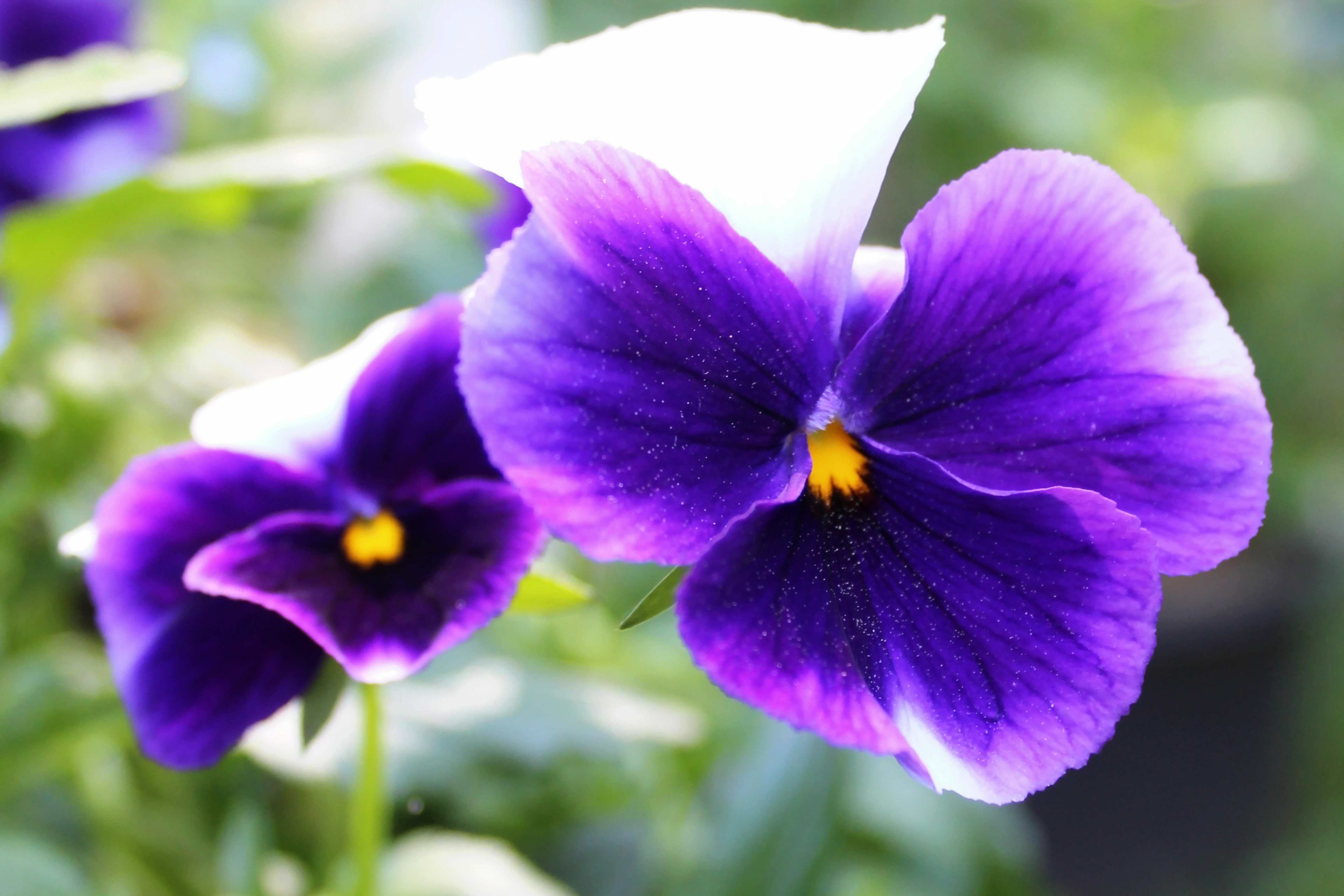 Beaconsfield Pansy/Viola x wittrockiana/Extra-Large-Flowered Pansy