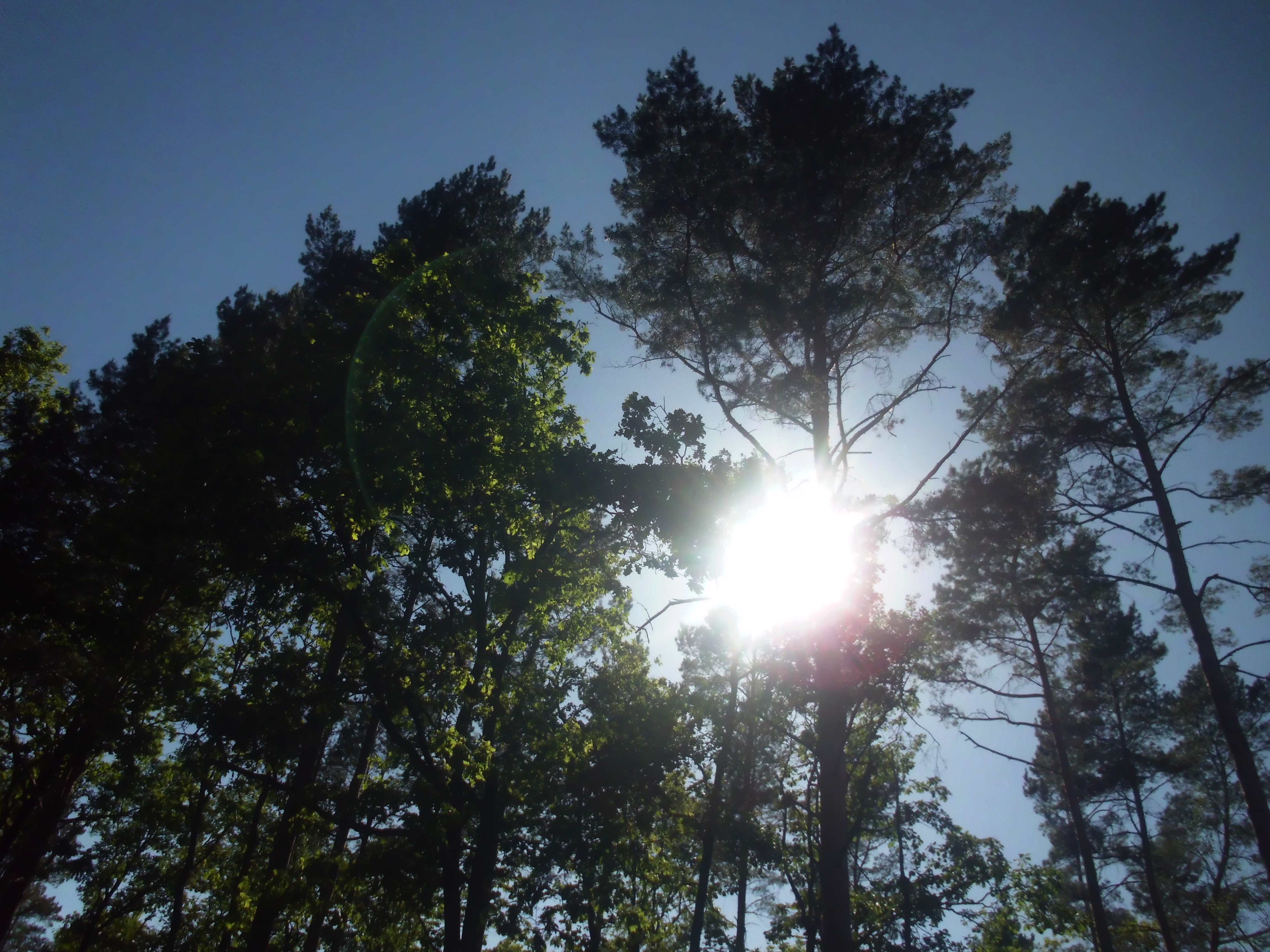 Grunewald (Forest)