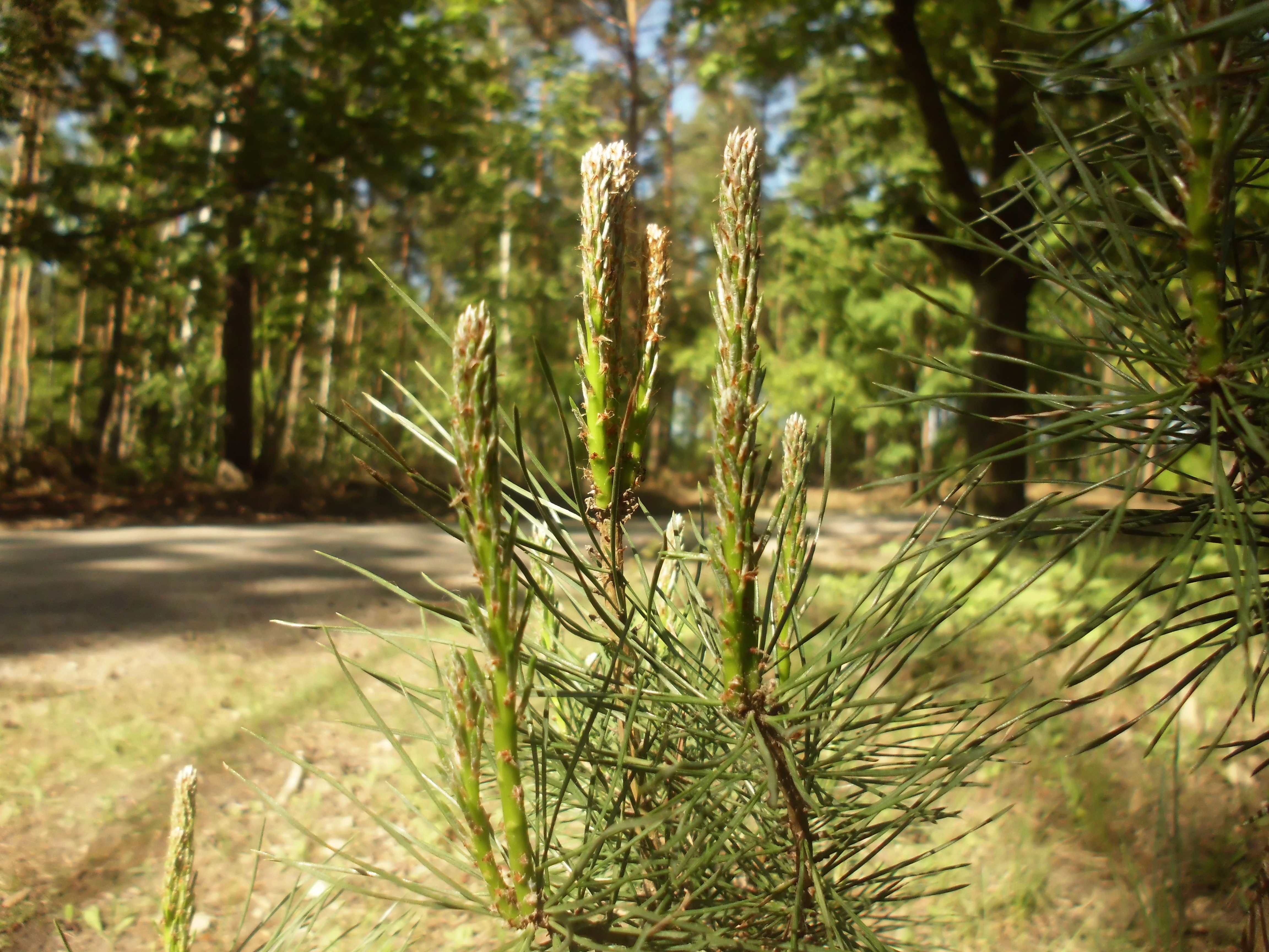 Grunewald (Forest)