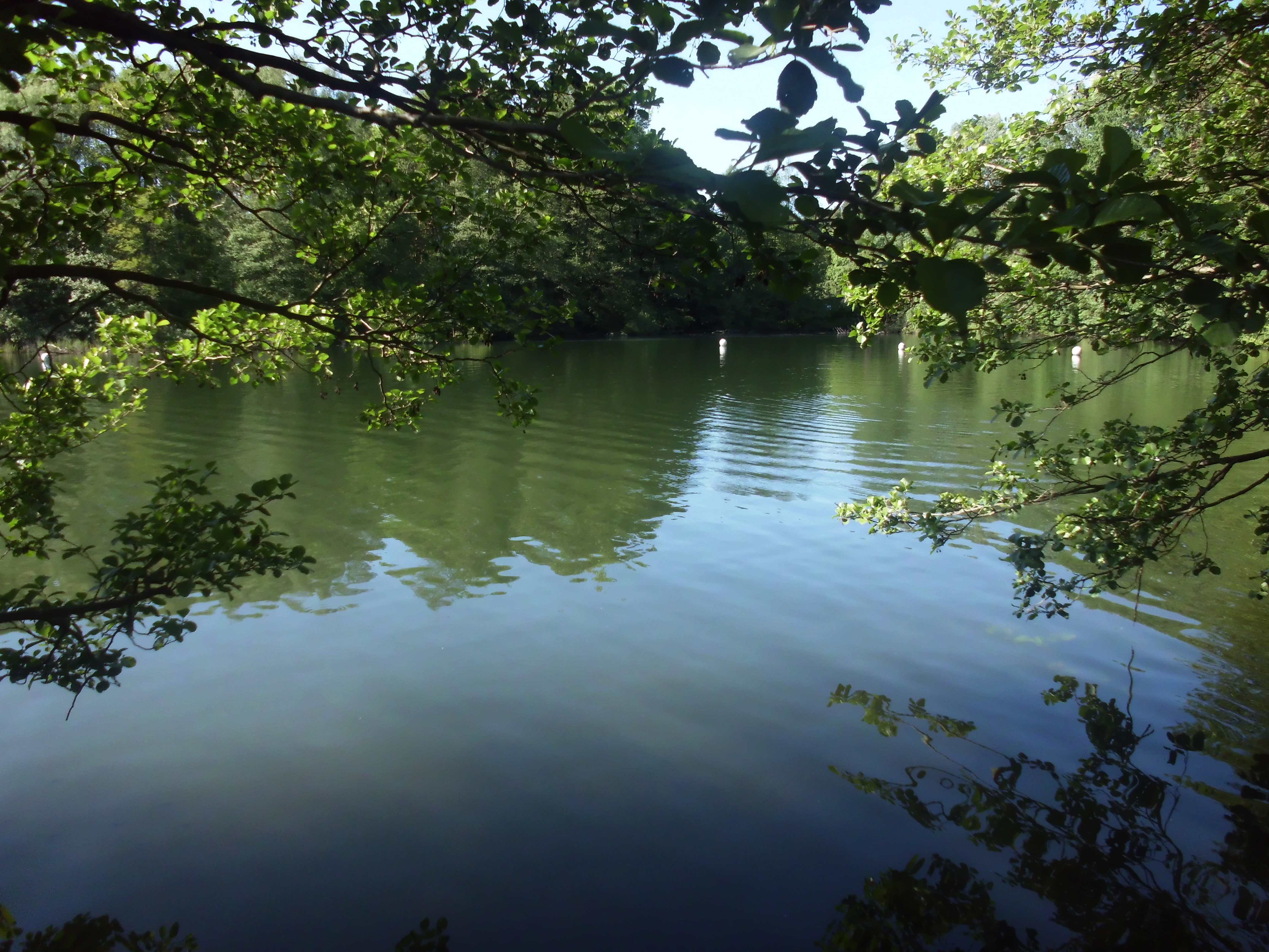 Grunewald (Forest)