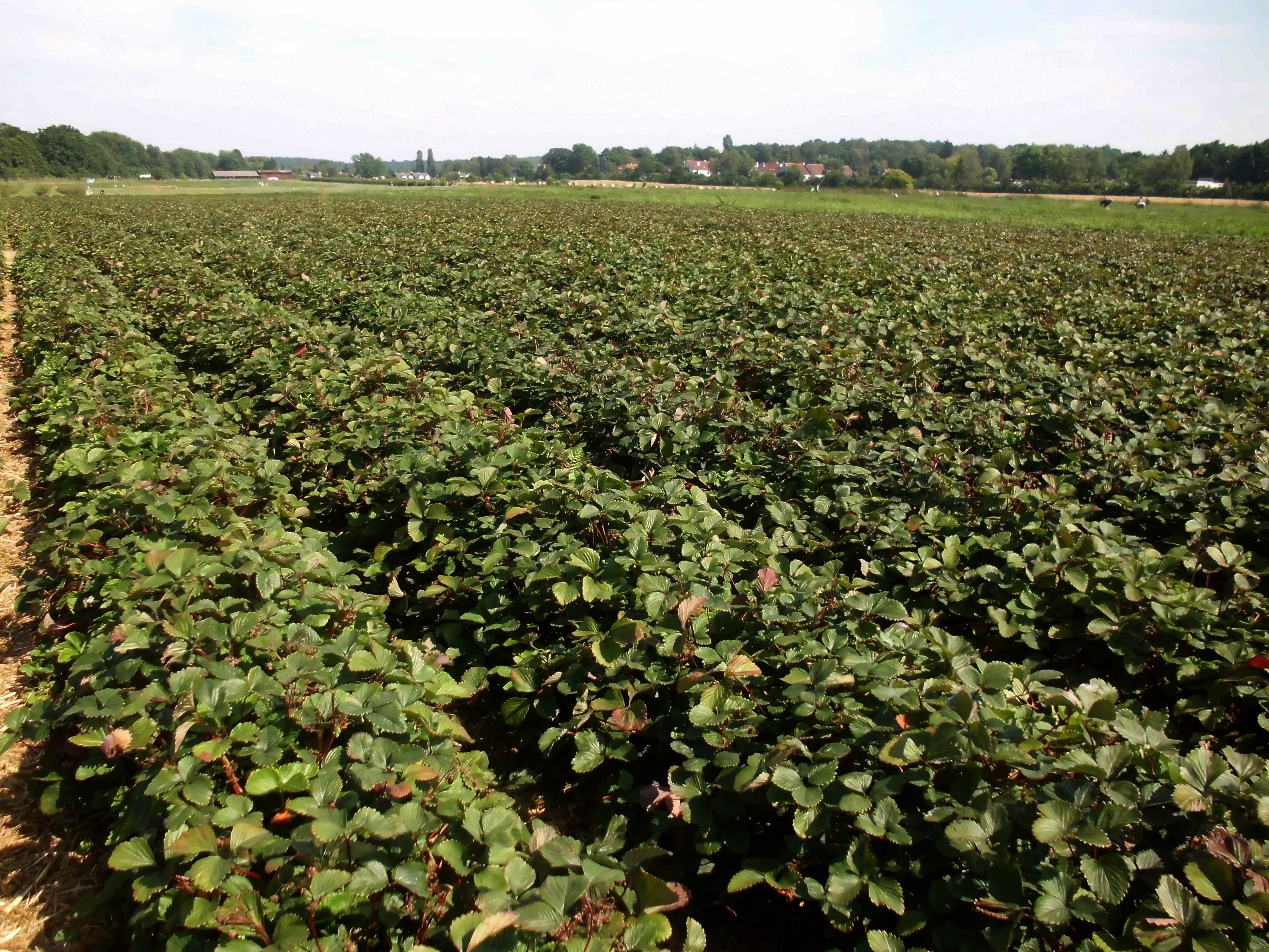 Strawberry Harvest / Beerengarten Berlin Gatow