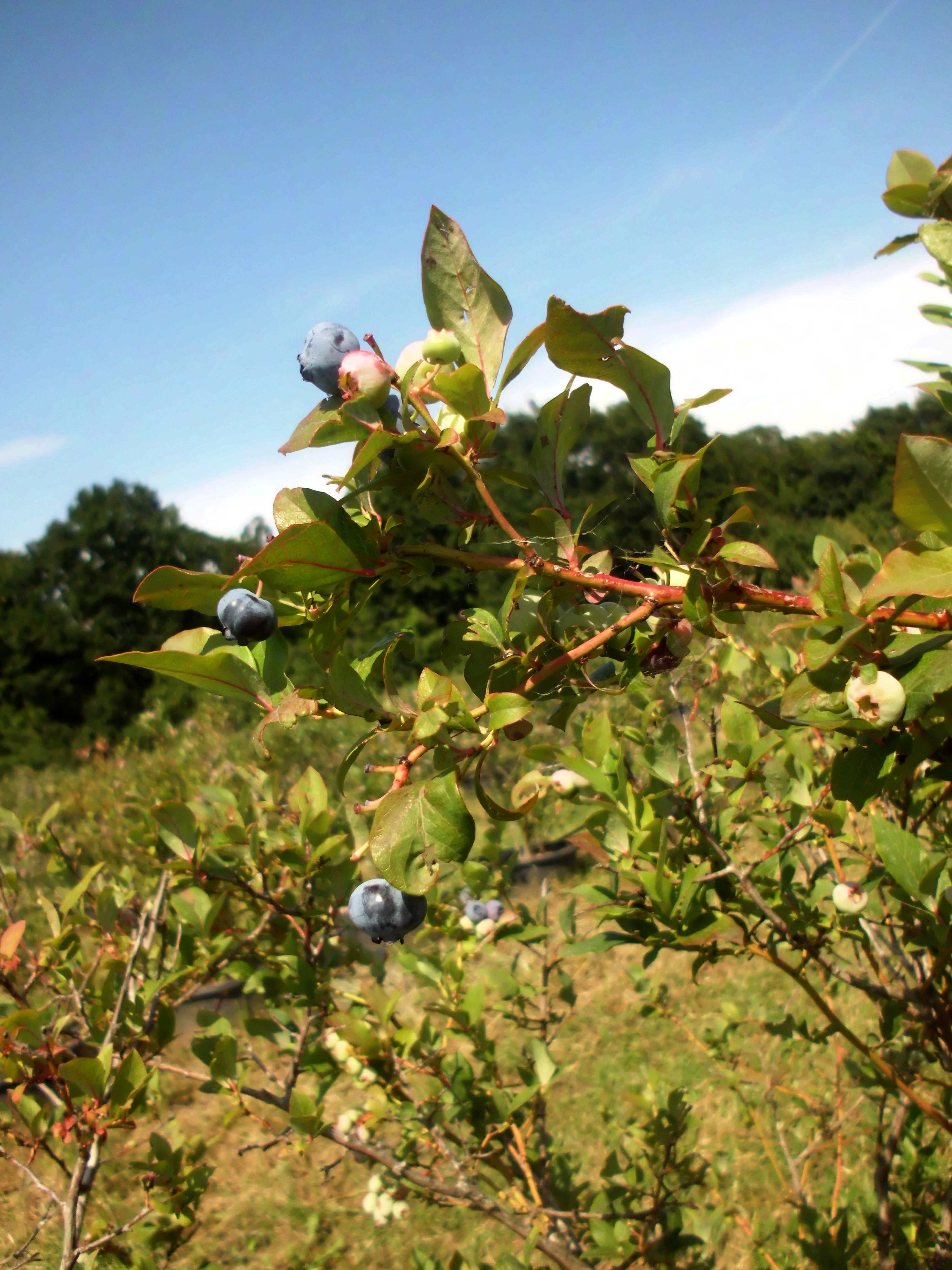 Heidelbeere Ernte/ Beerengarten Berlin Gatow