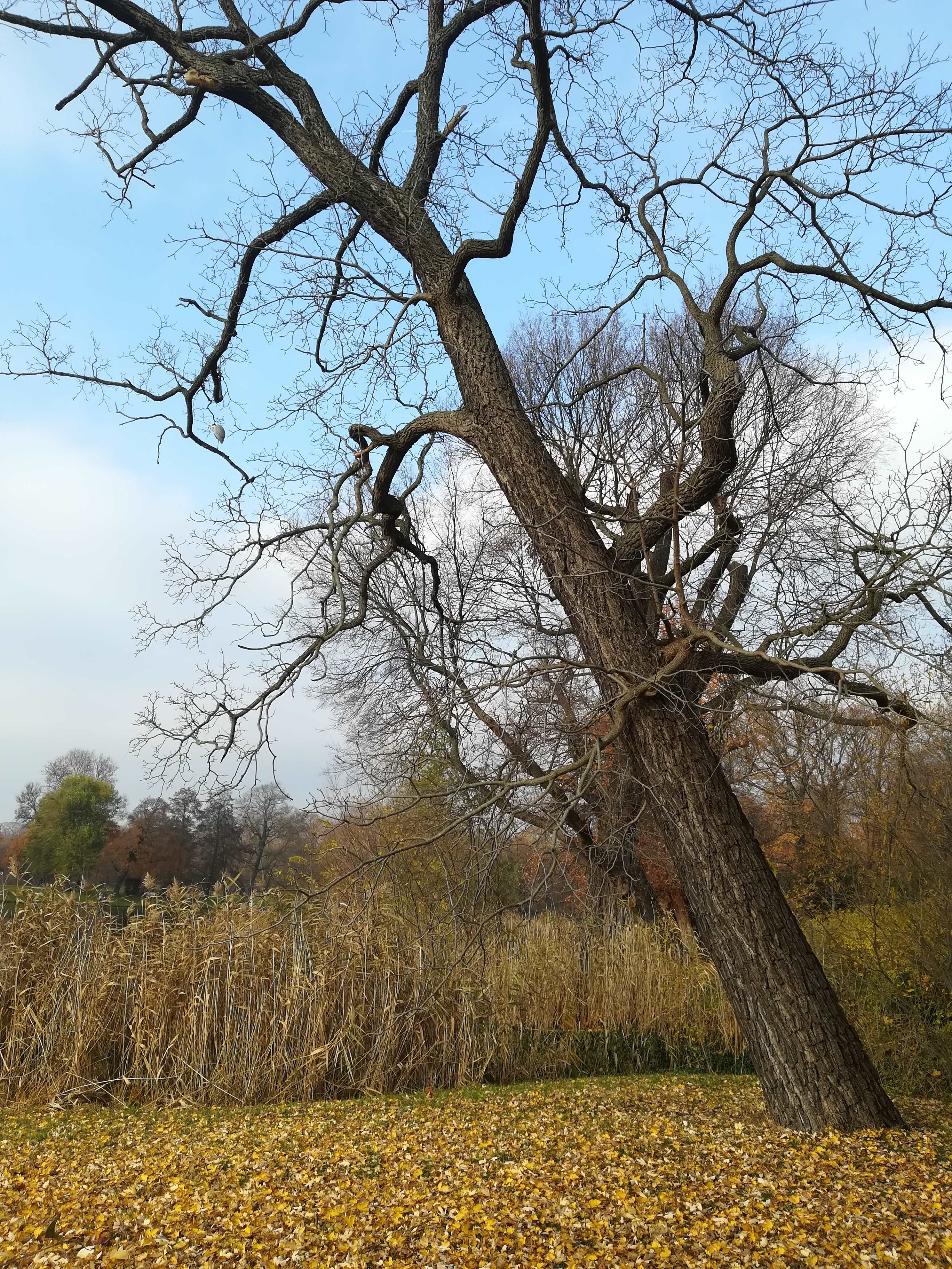 Charlottenburg Palace and Gardens