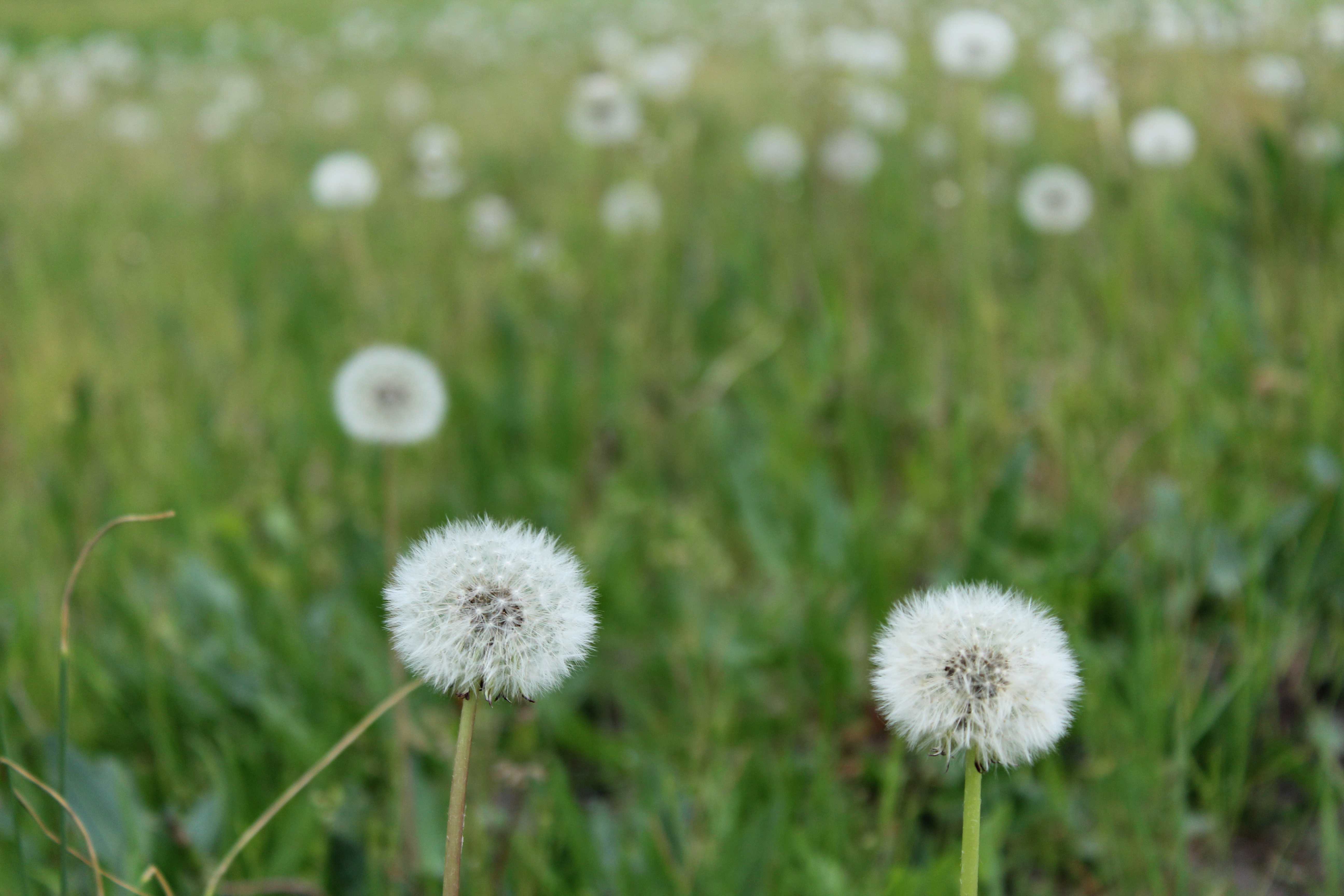 Löwenzähne / Dandelions /Groß Glienicker See