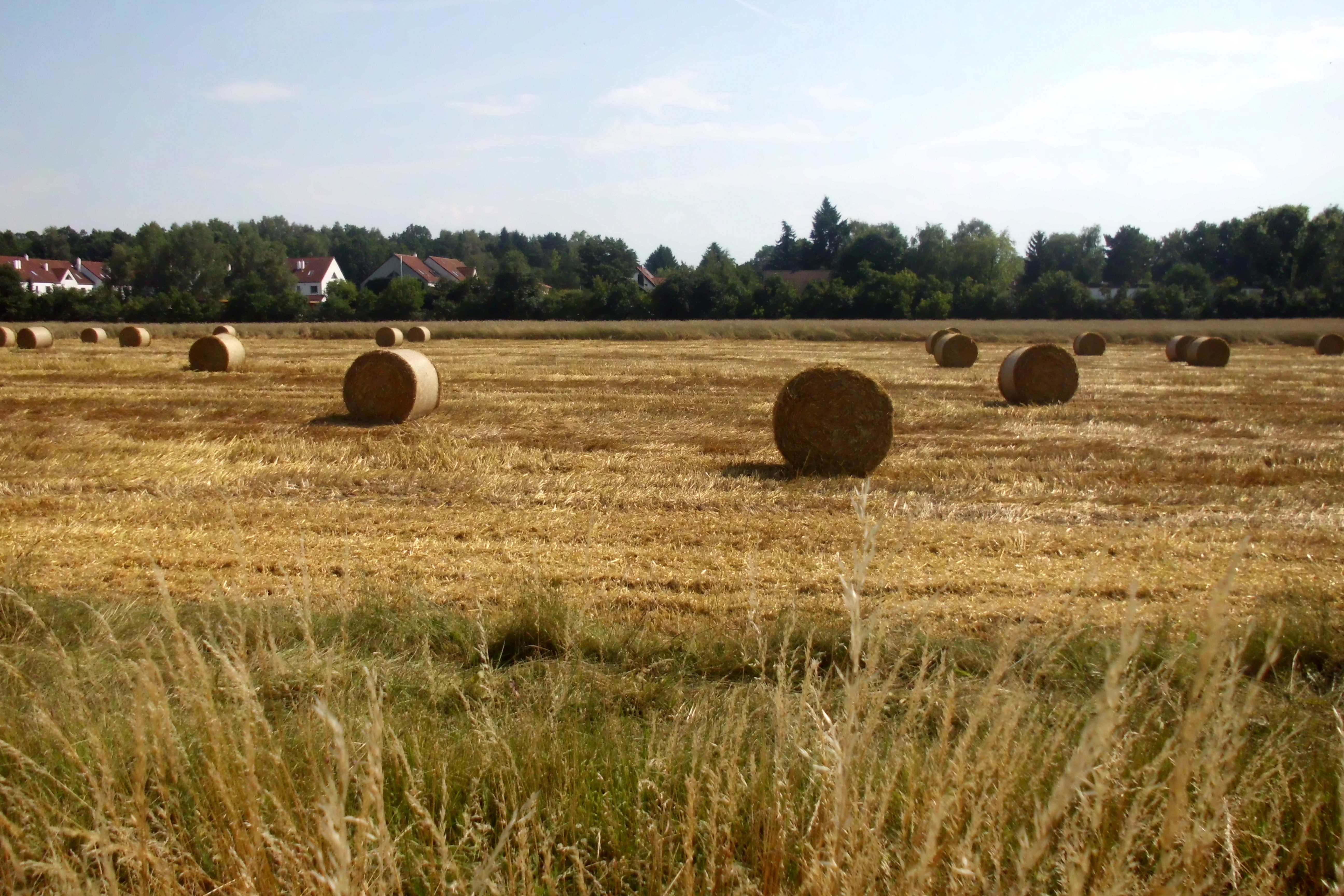 Round Hay Bales / Beerengarten Berlin Gatow