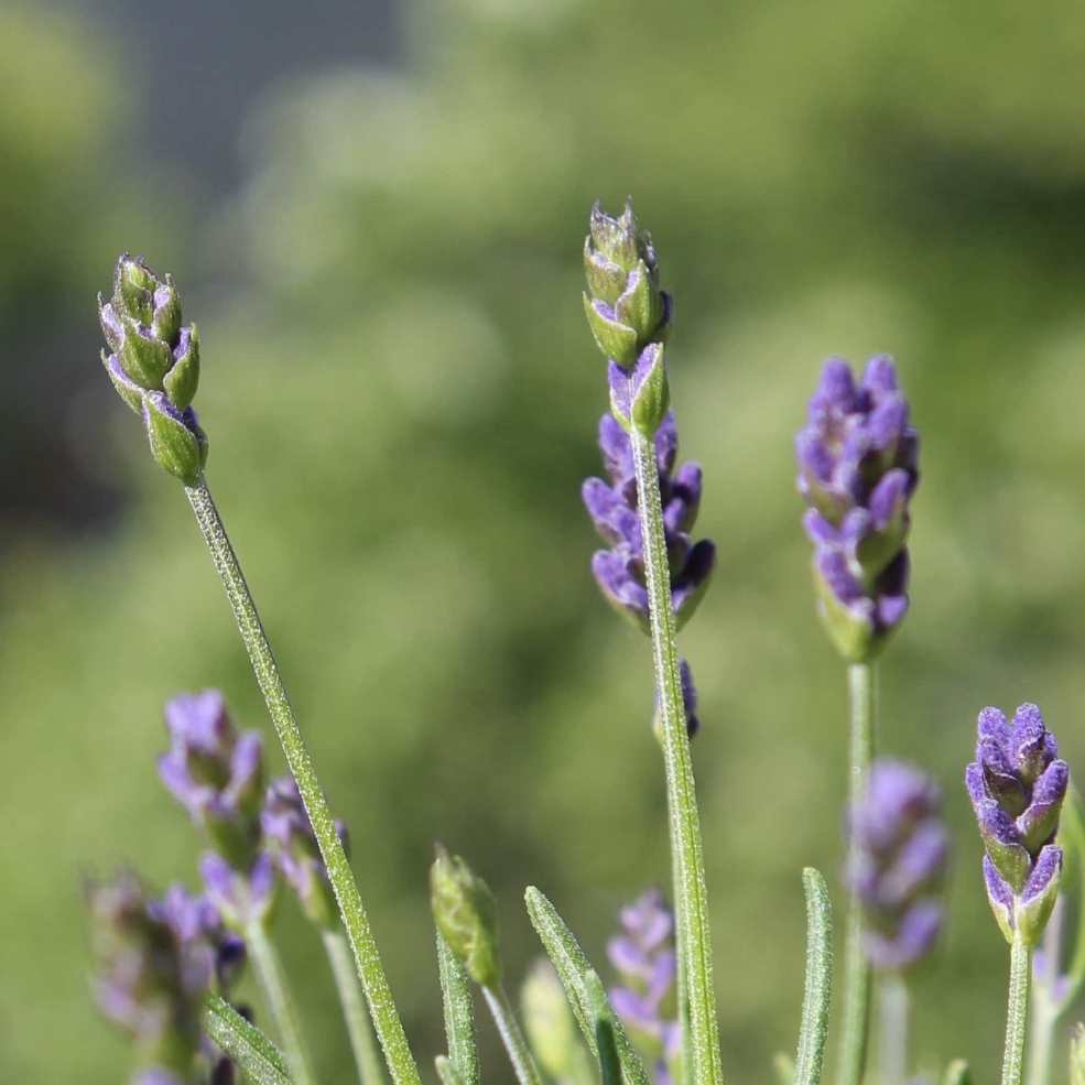 Lavandula angustifolia, lavender