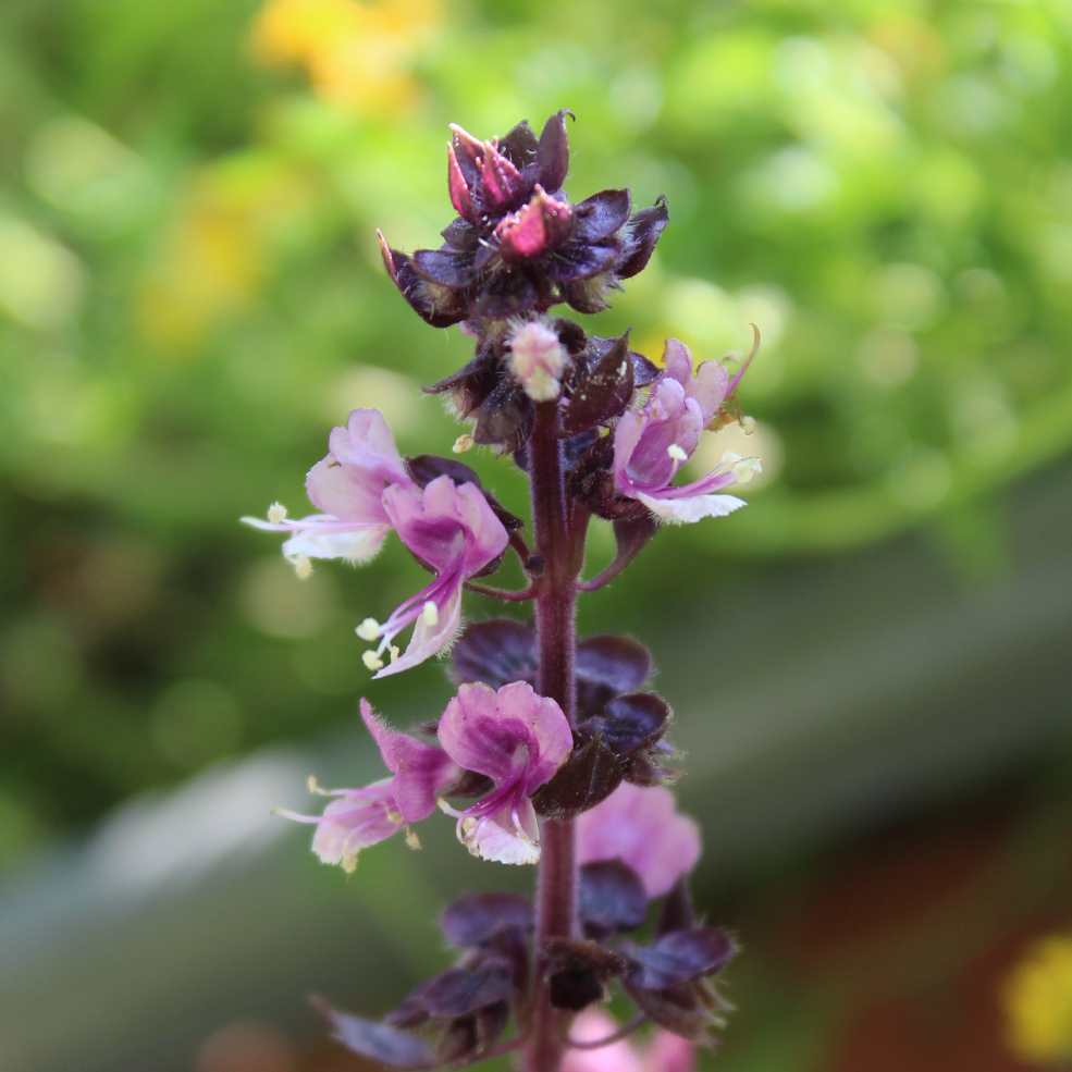 Ocimum basilicum, Basil