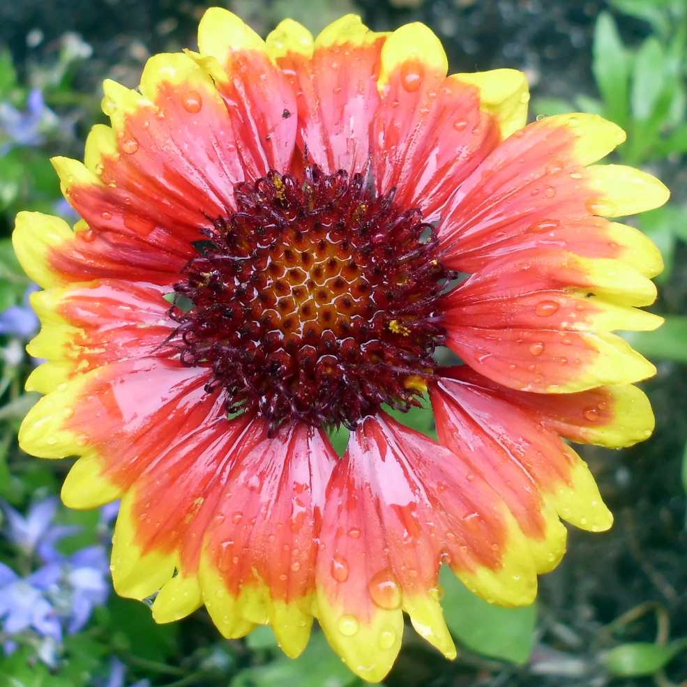 Gaillardia pulchella (firewheel, Indian blanket, Indian blanketflower, or sundance)