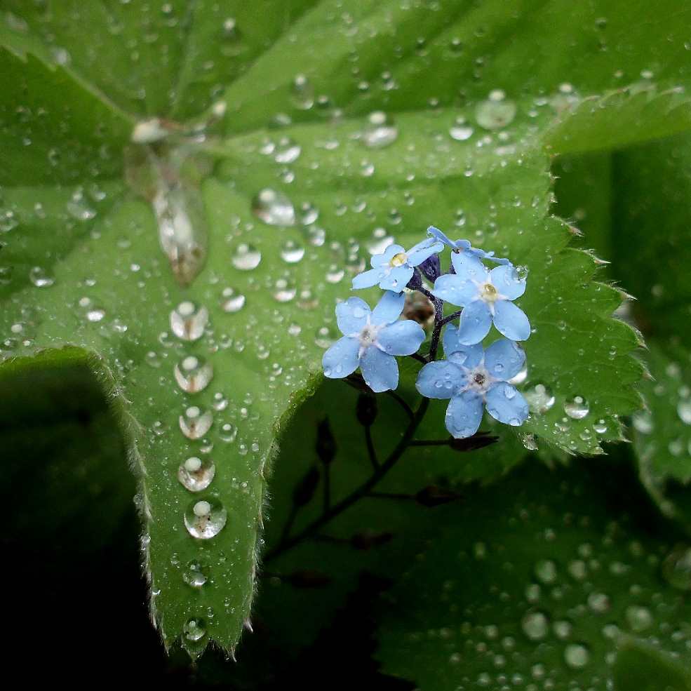 Myosotis, known as forget-me-nots or scorpion grasses