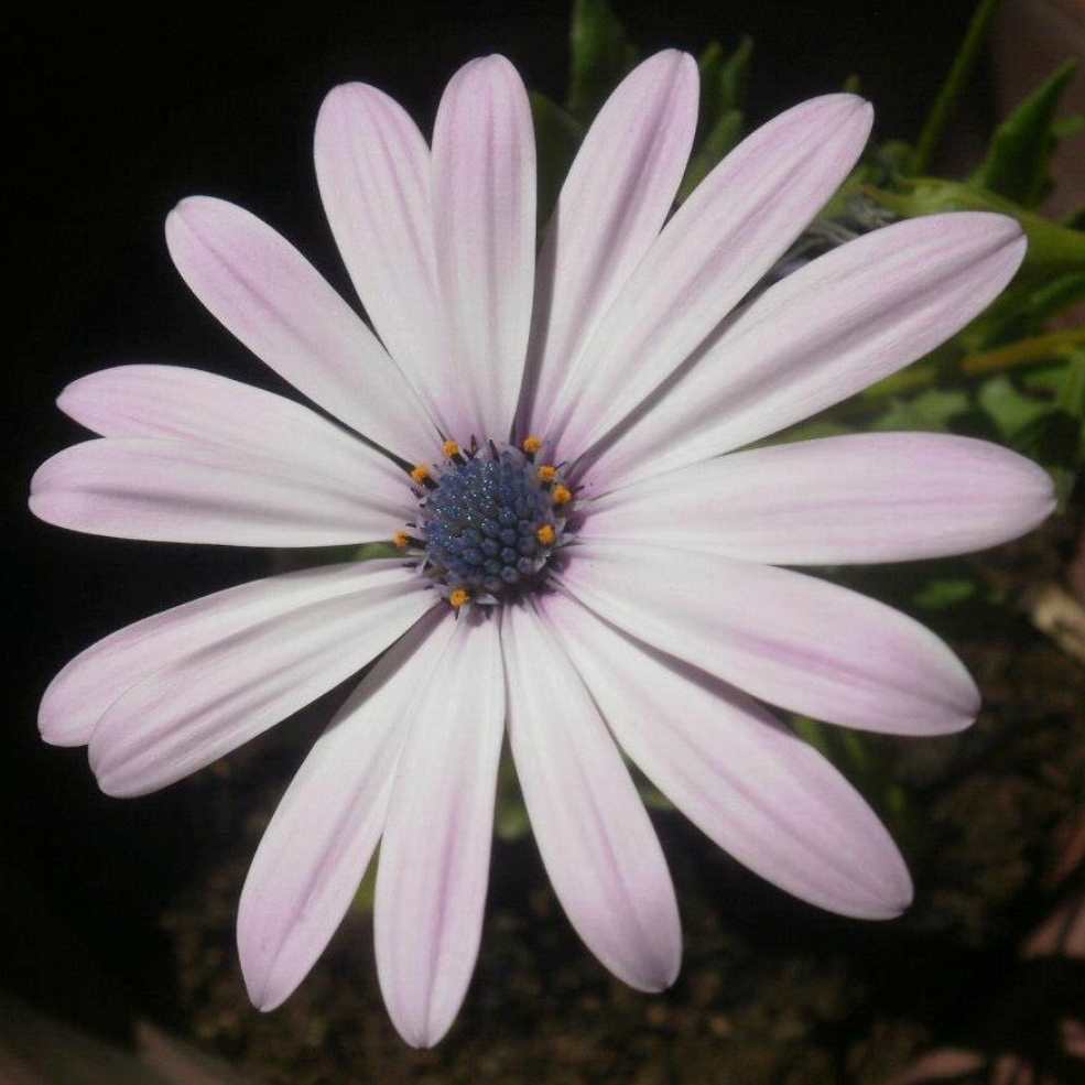 Dimorphotheca ecklonis, also known as Cape marguerite, Van Staden's river daisy, Sundays river daisy, white daisy bush, blue-and-white daisy bush, star of the veldt