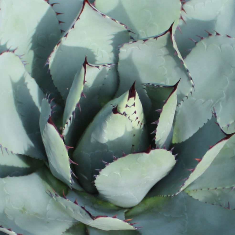 Agave parrasana, the cabbage head agave or cabbage head century plant