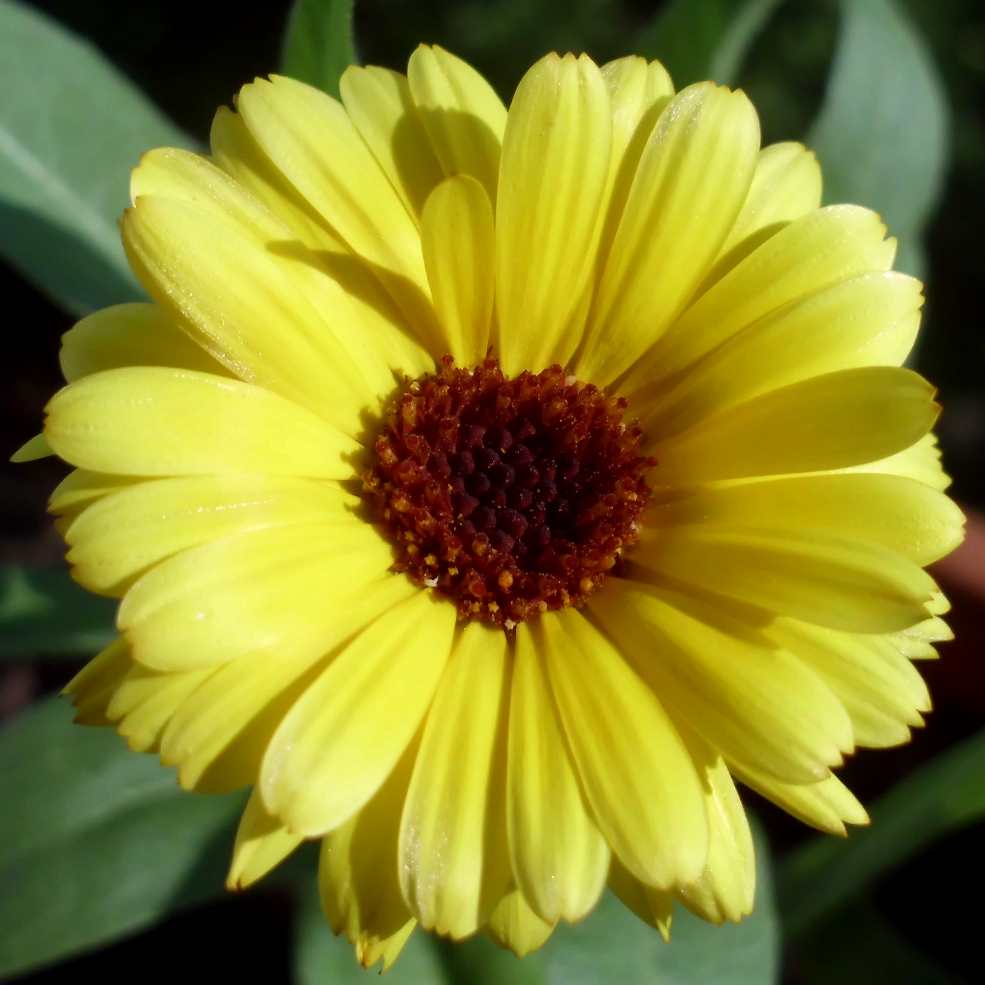 Calendula officinalis, the pot marigold, ruddles, common marigold or Scotch marigold